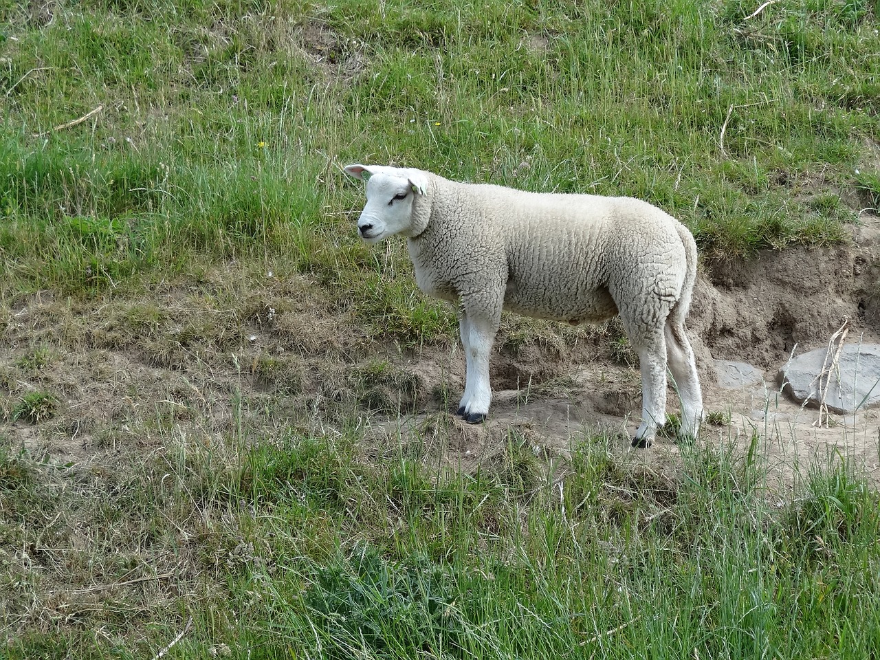 lamb sheep nature free photo