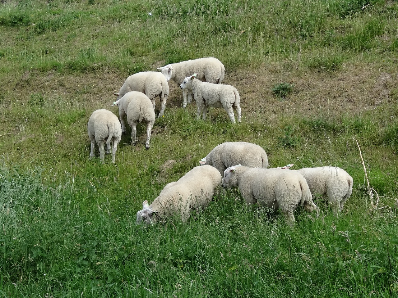 lamb sheep nature free photo