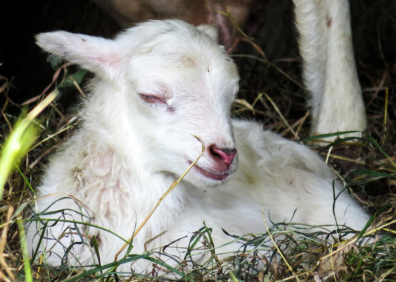 lamb sheep wool free photo