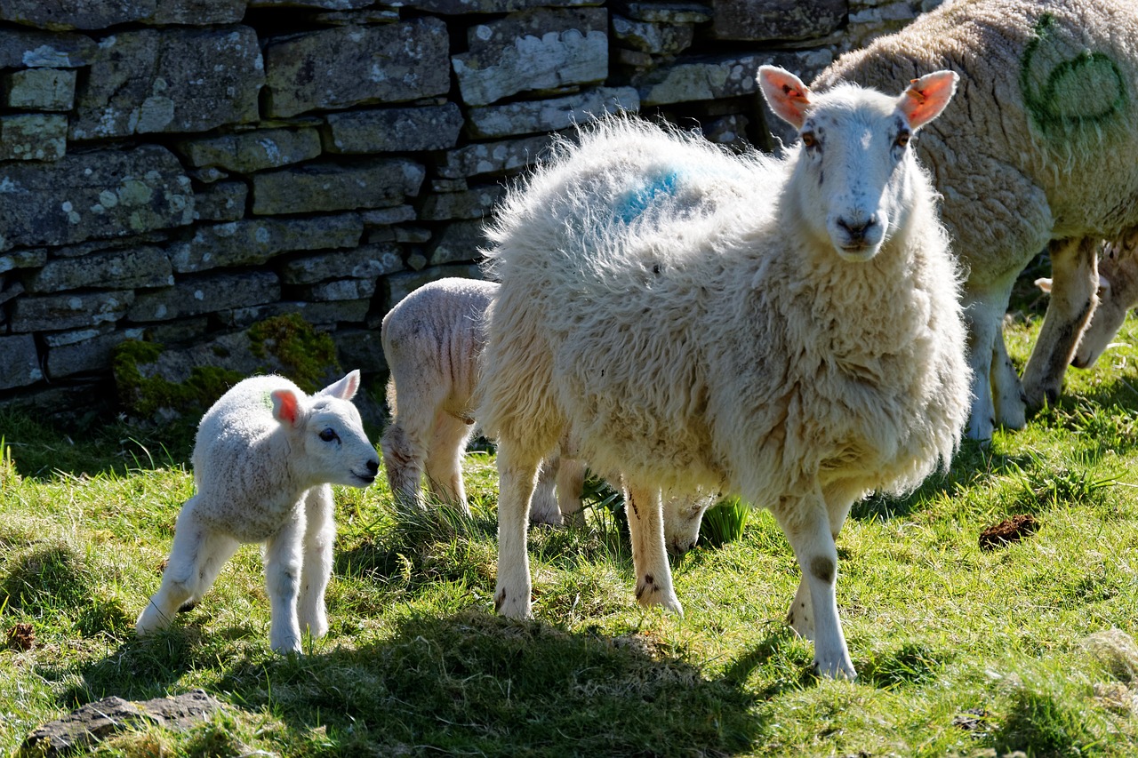 lamb sheep grass free photo