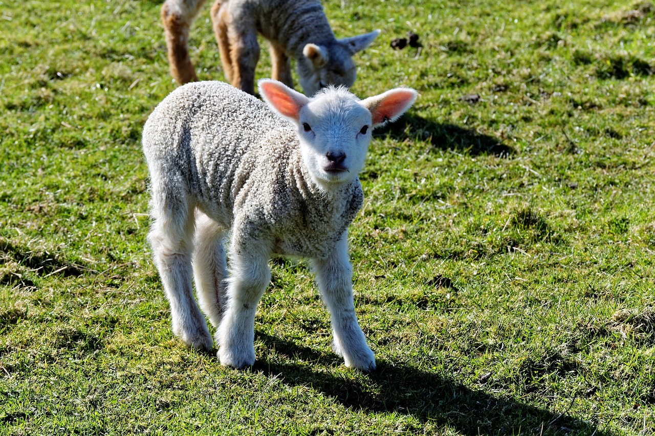 lamb sheep grass free photo