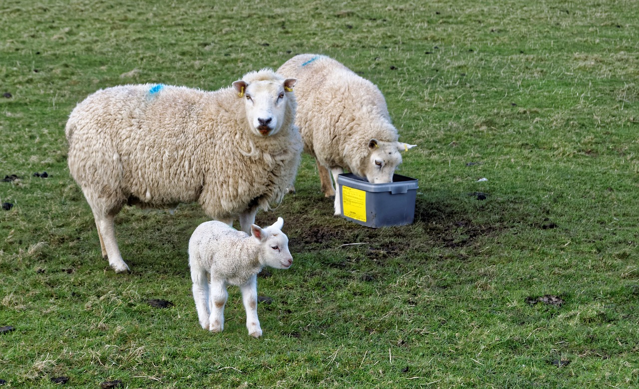 lamb sheep grass free photo