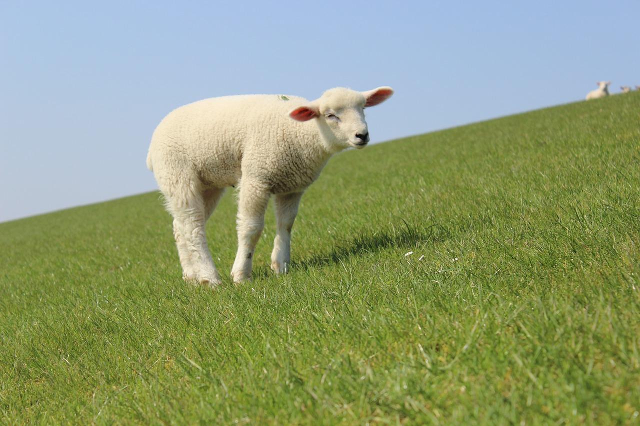 lamb dike sheep free photo