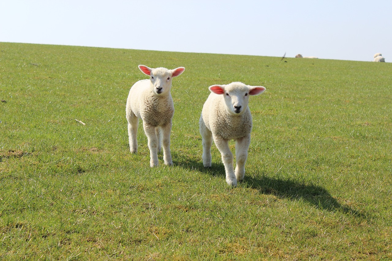 lamb dike sheep free photo