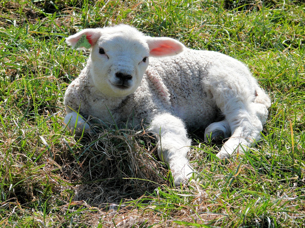 lamb white nature free photo