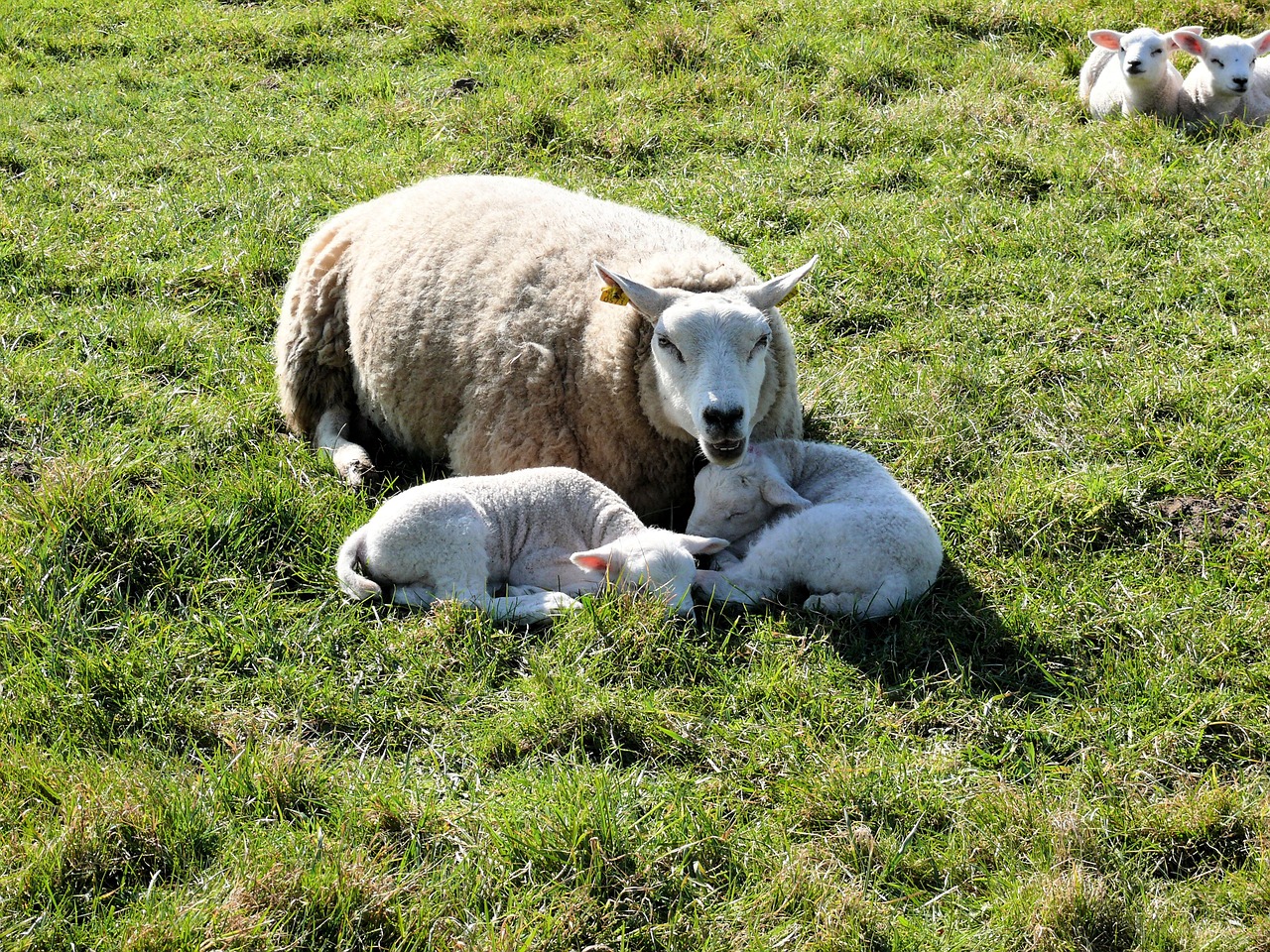 lamb sheep animal free photo