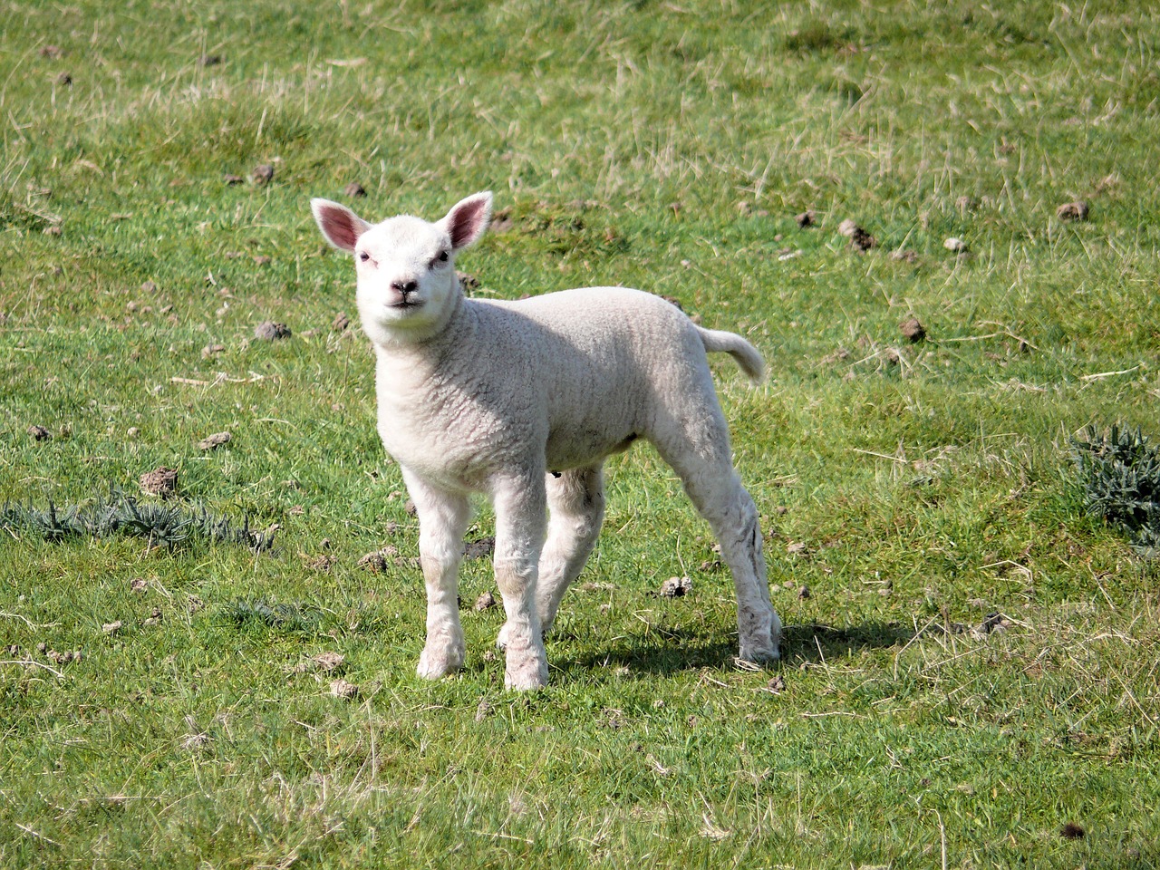 lamb nature spring free photo