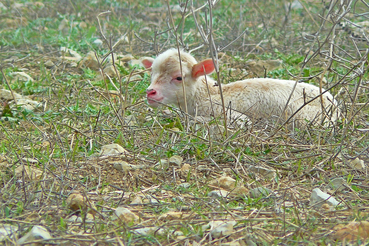 lamb animal schäfchen free photo