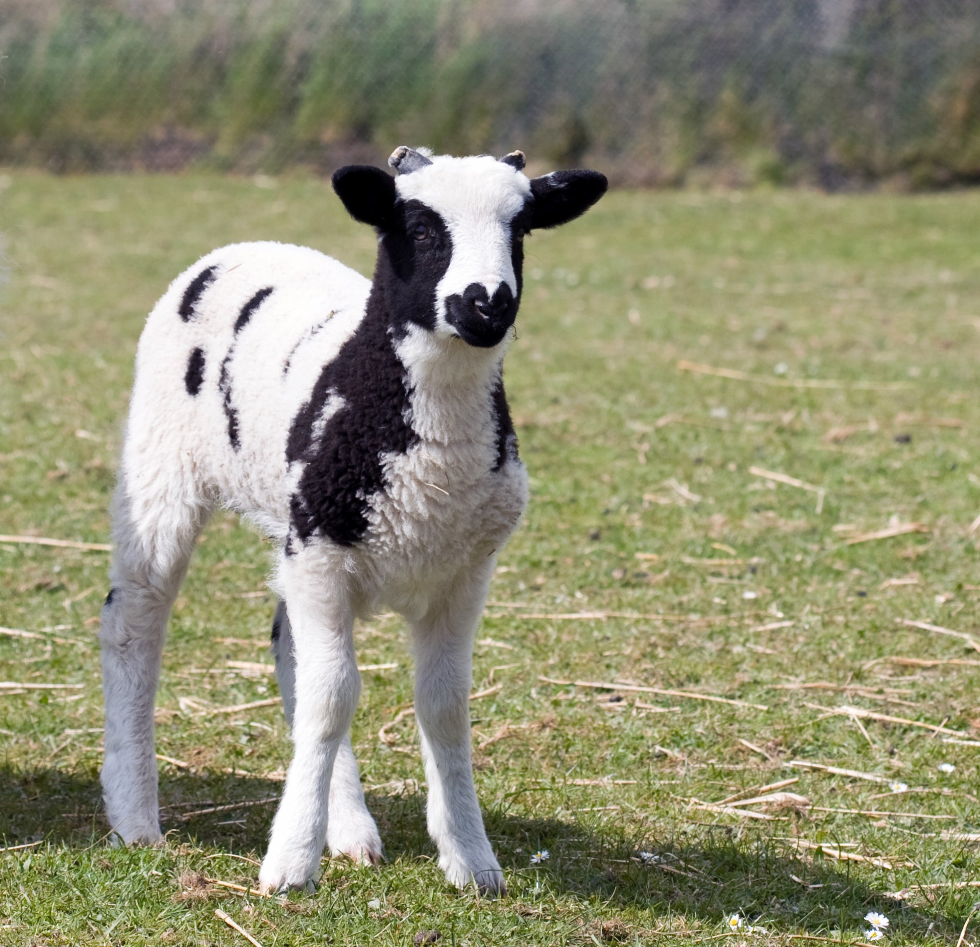 lamb baby sheep free photo