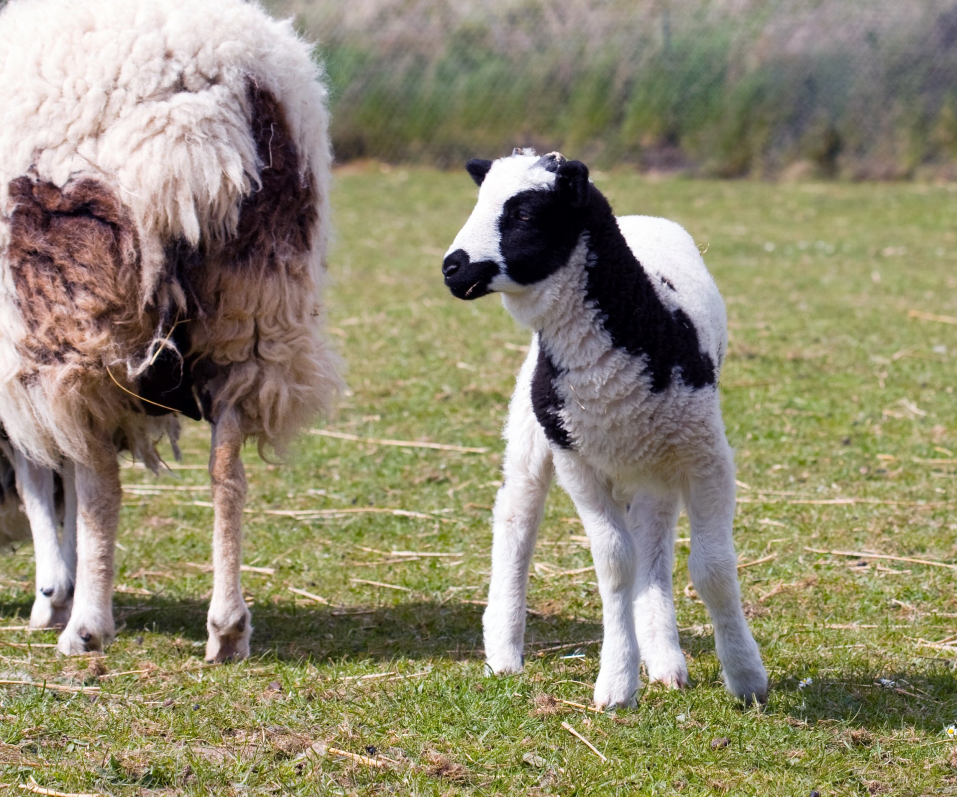 lamb baby sheep free photo