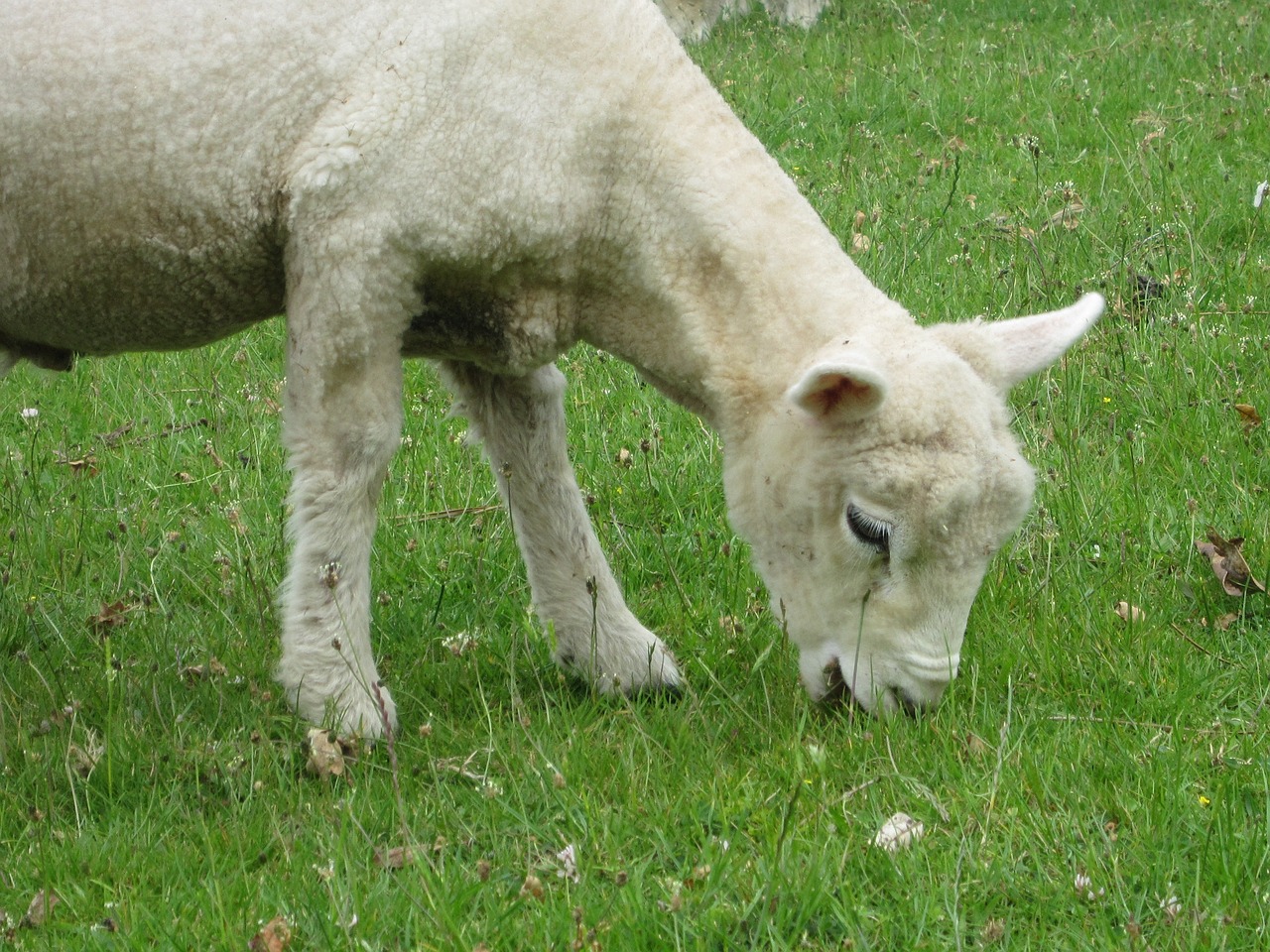 lamb eating baby lamb cute animal free photo