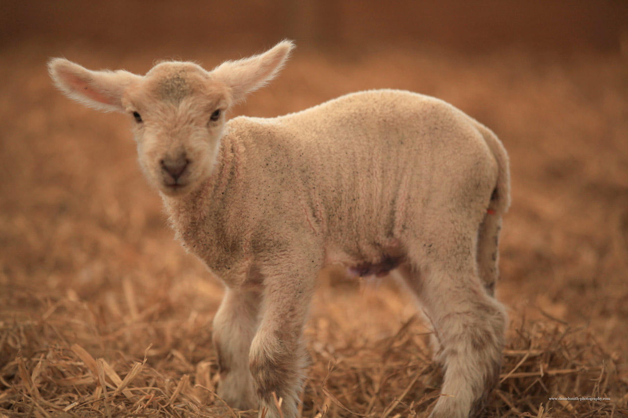 lamb farm sheep free photo