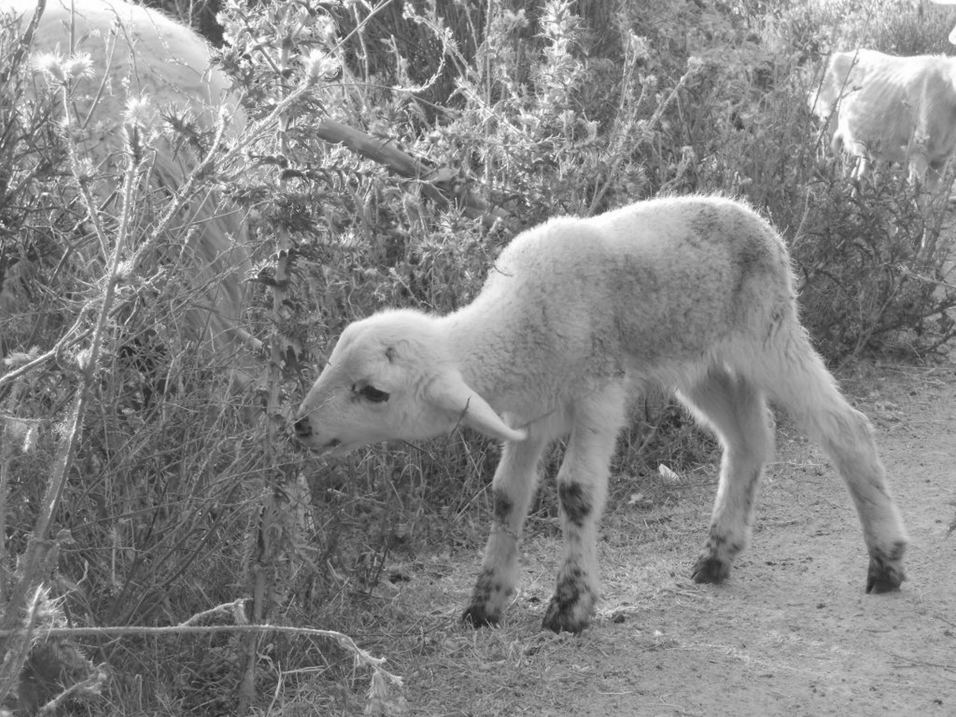 lamb sheep easter free photo