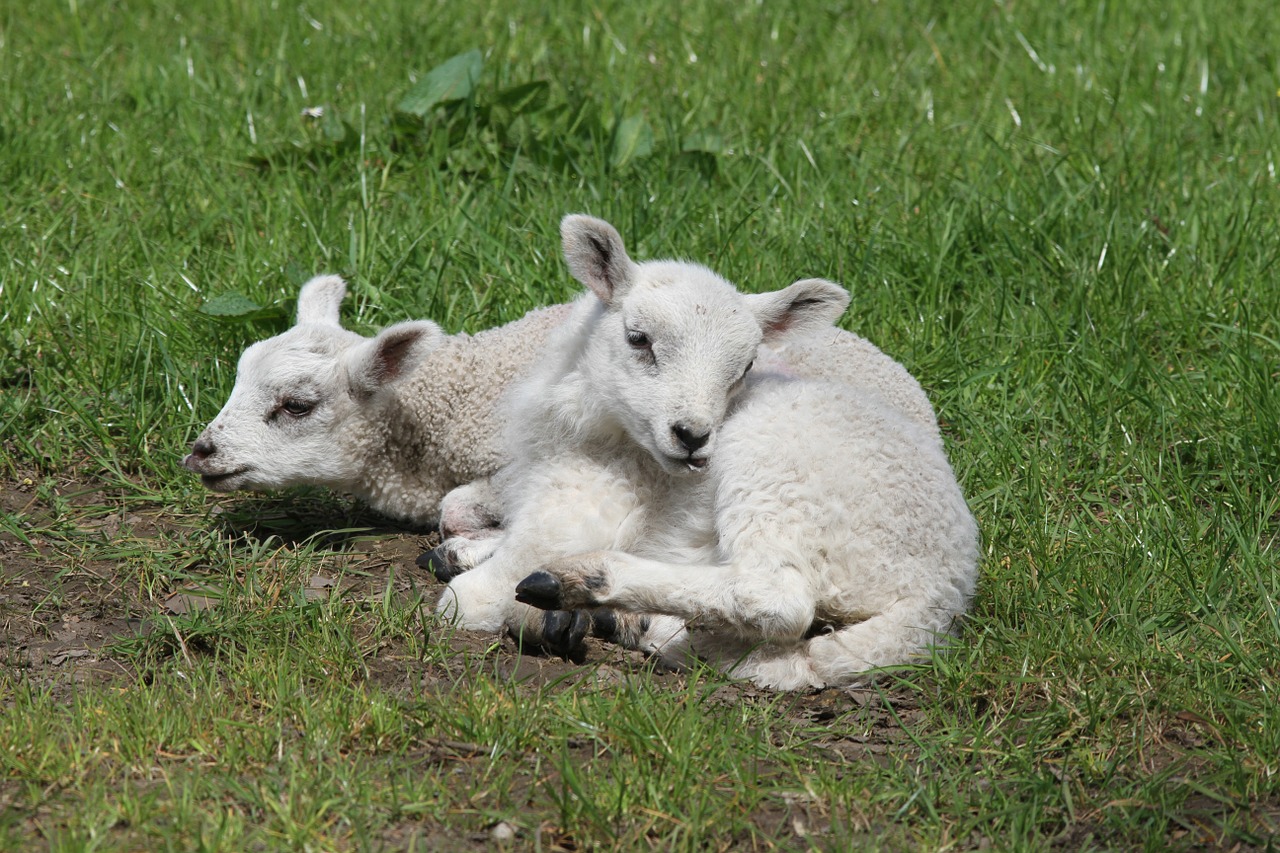 lambs sheep farm free photo