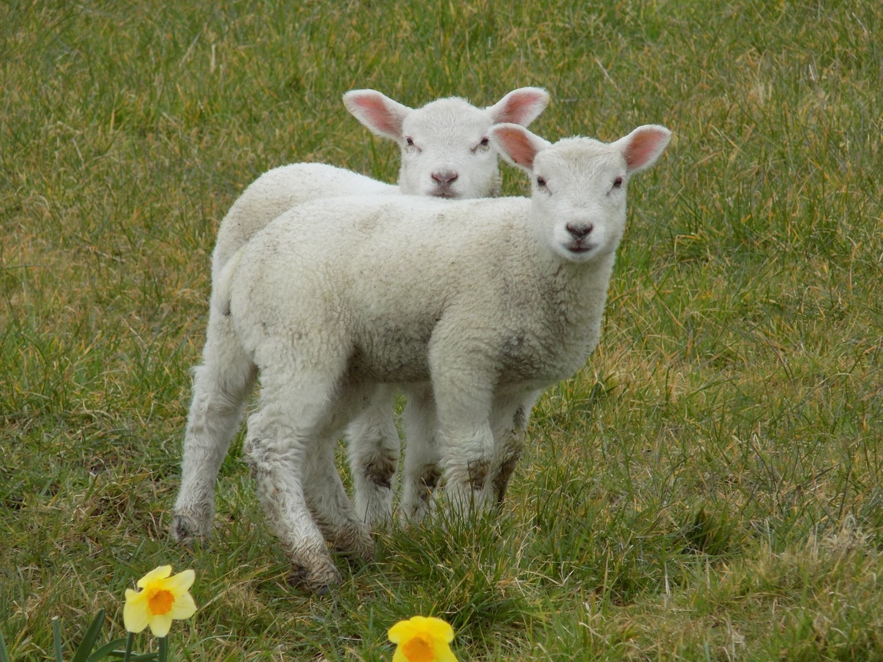 lambs spring easter free photo