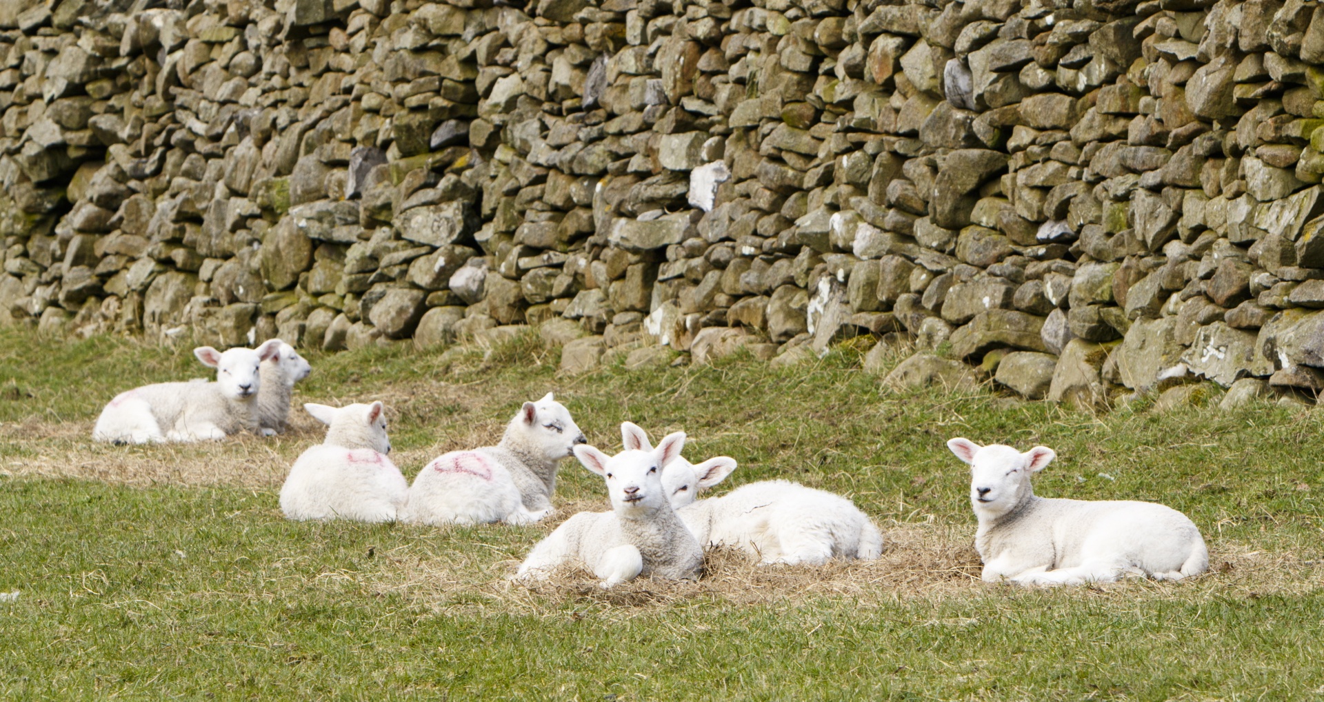 lamb lambs young free photo
