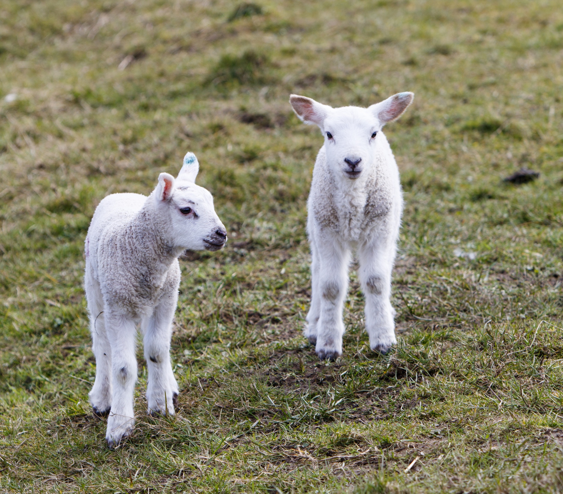 lamb lambs cute free photo
