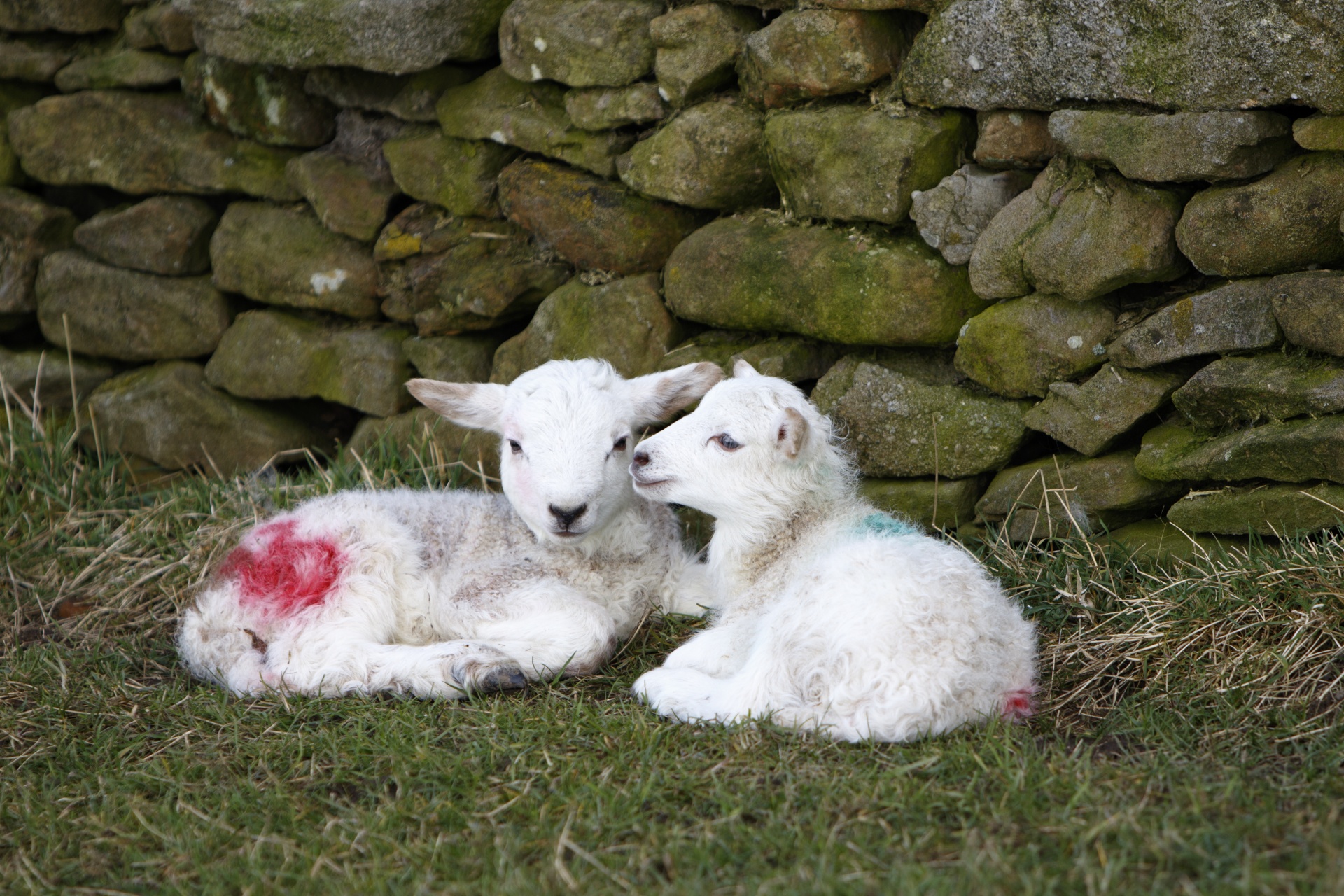 lamb lambs newborn free photo