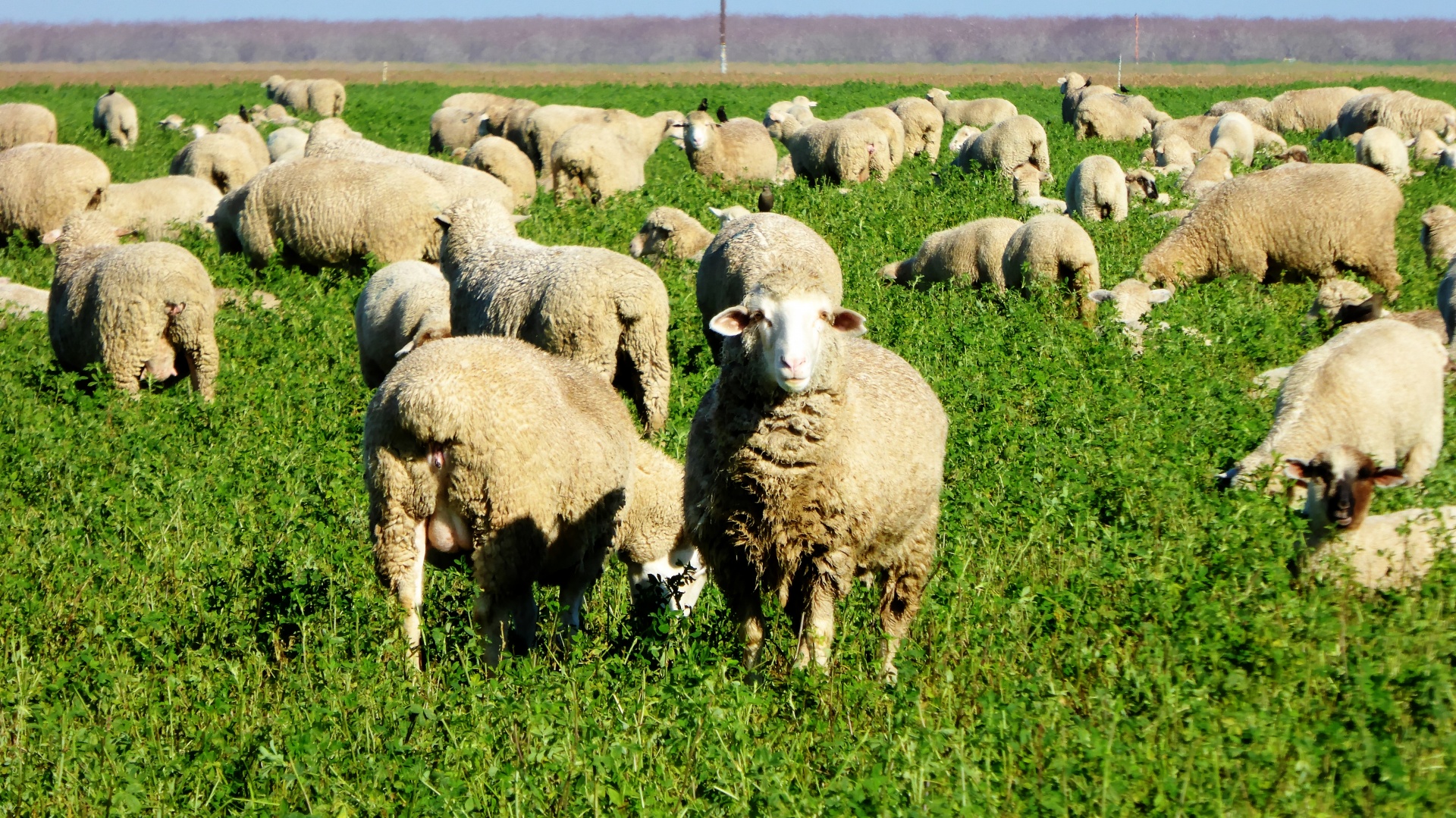 lamb lambs farm free photo