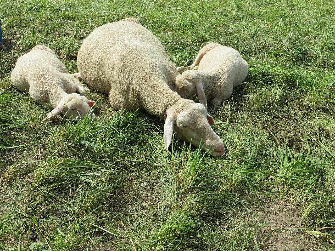 lambs nature summer free photo