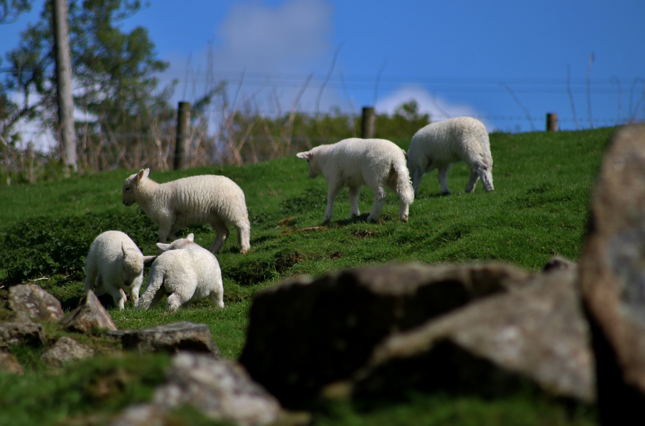 lambs sheep playful free photo