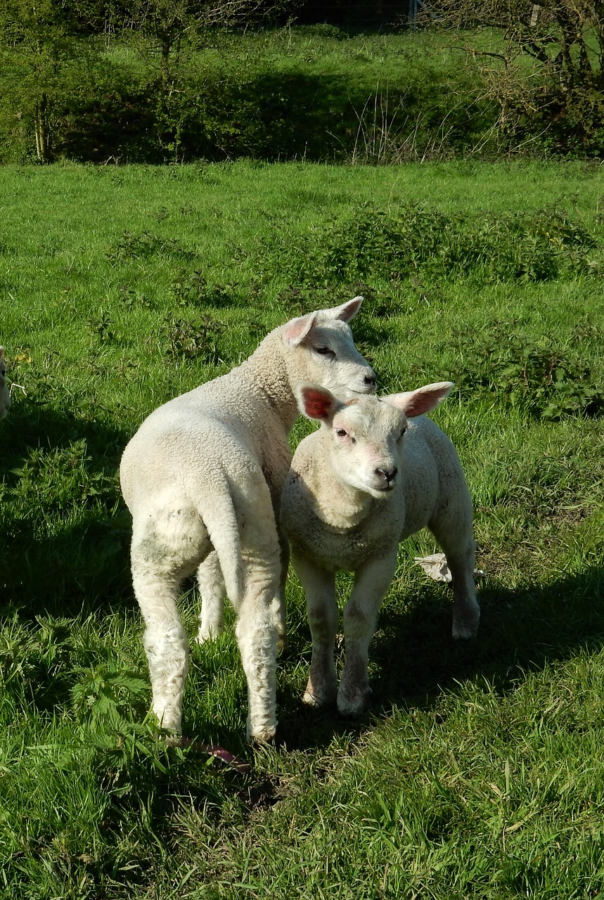 lambs spring green free photo