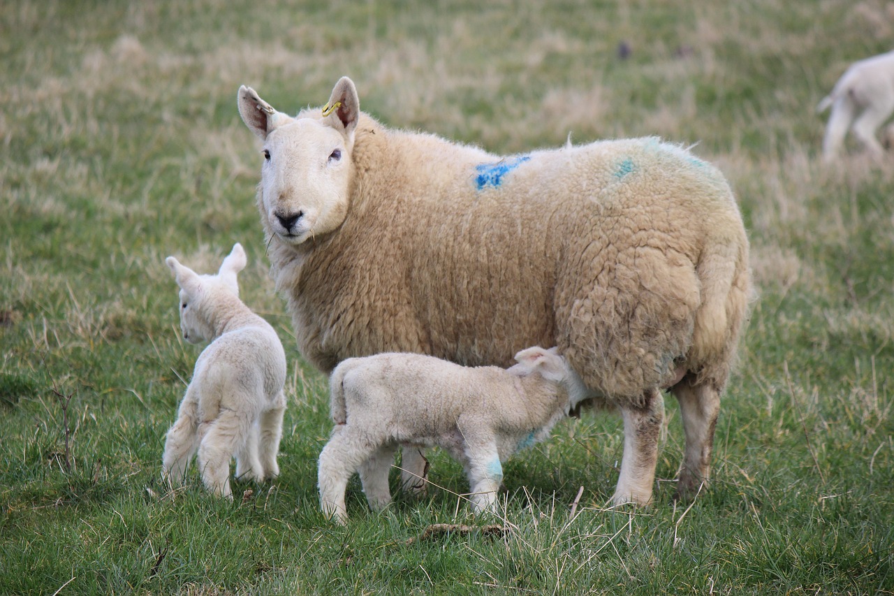lambs farm croft free photo