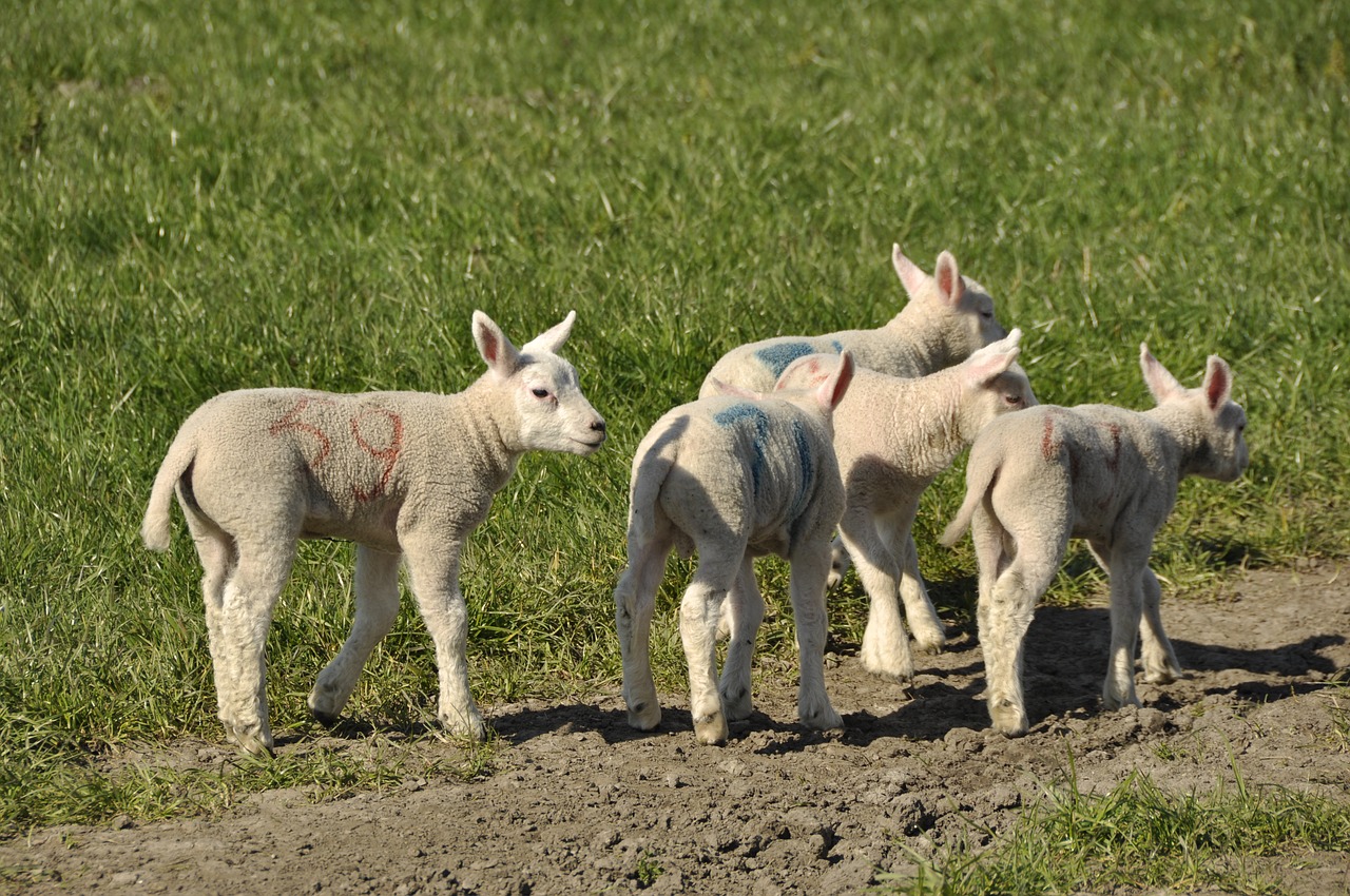 lambs spring young free photo