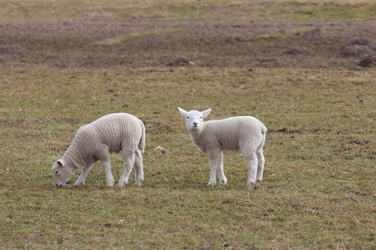 lambs lamb schäfchen free photo