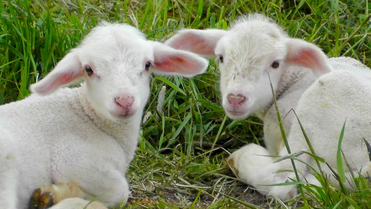 lambs schäfchen animals free photo