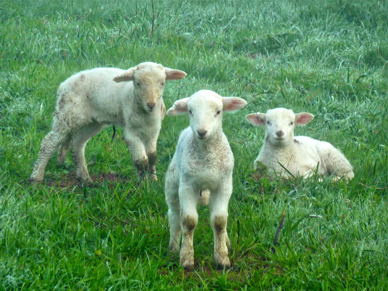 lambs sheep farm free photo