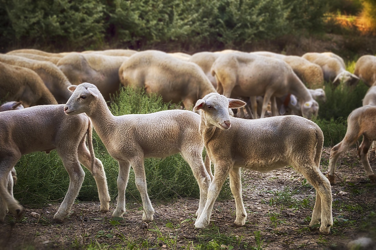 Download free photo of Lambs, sheep, flock, livestock, herd - from ...