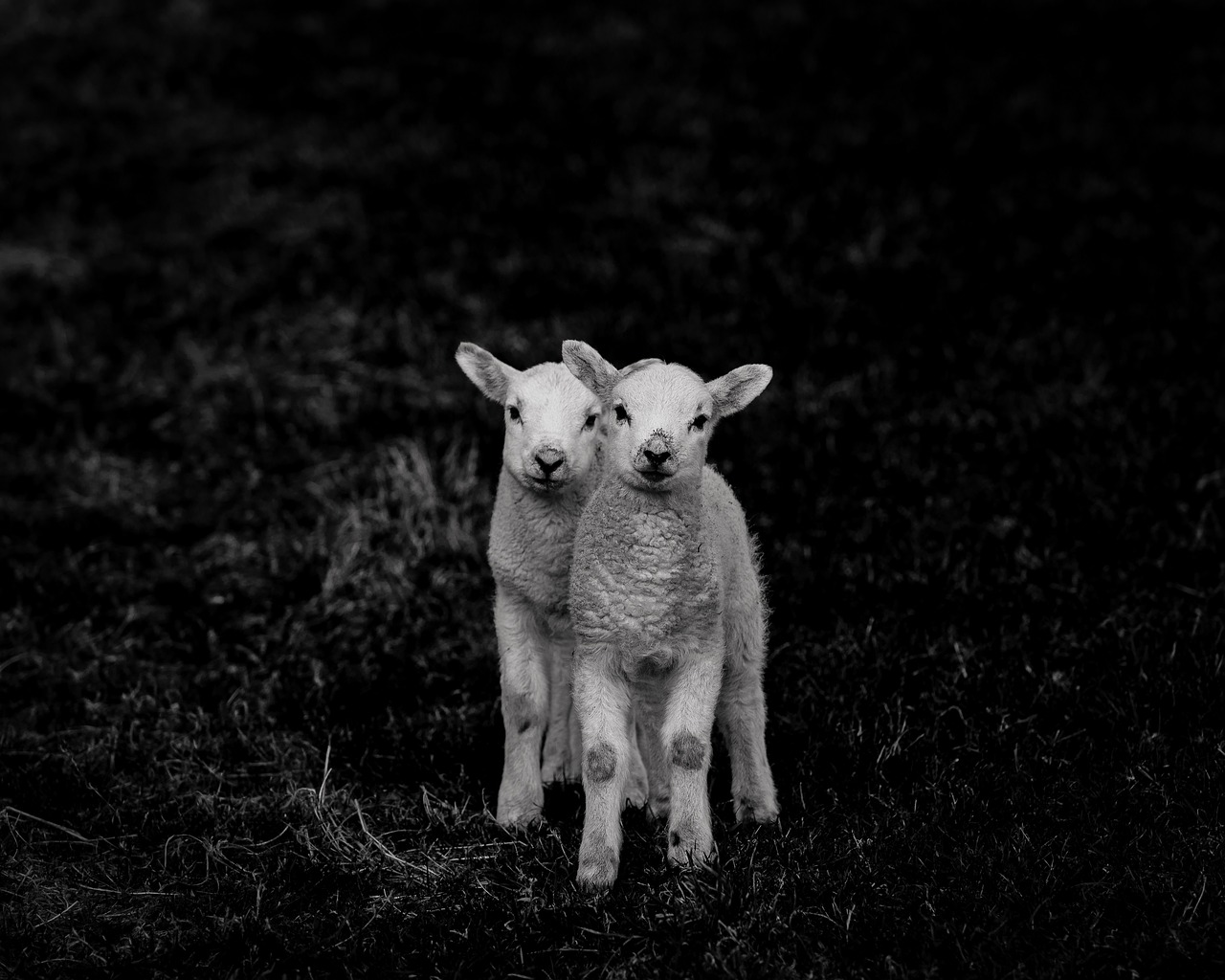 lambs  sheep  livestock free photo