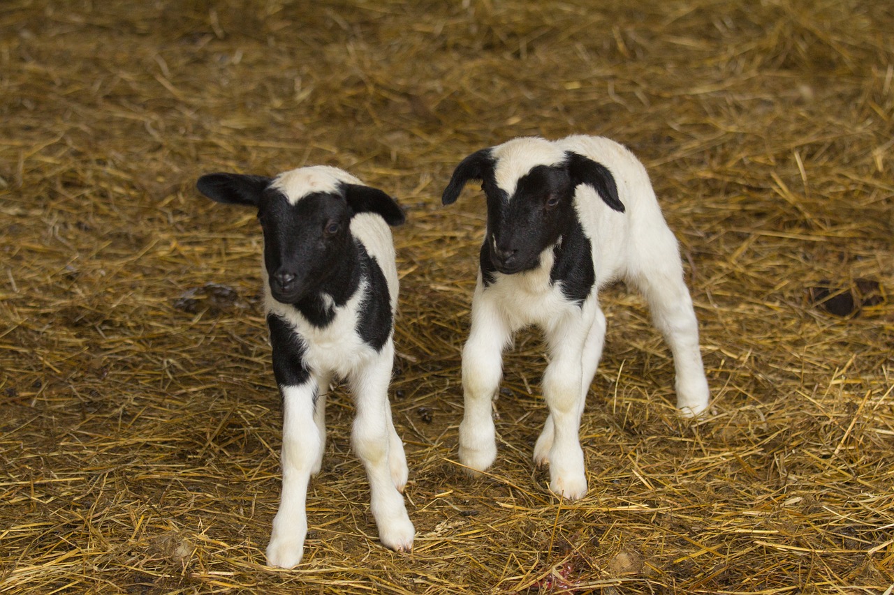 lambs  sheep  flock free photo