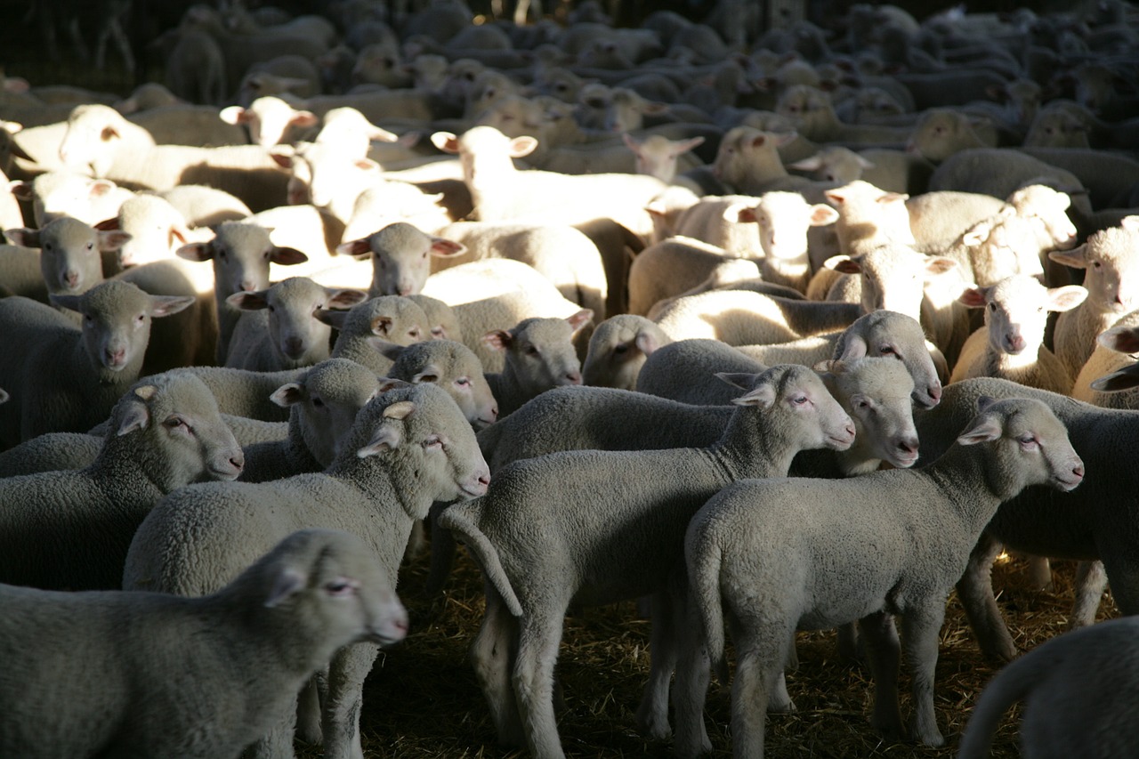 lambs sheep livestock free photo