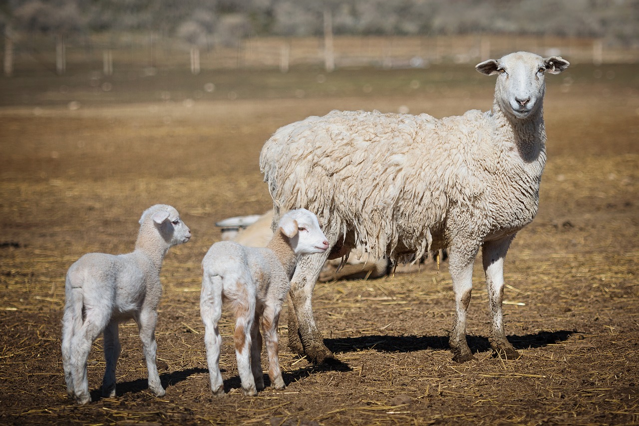 lambs  sheep  animal free photo