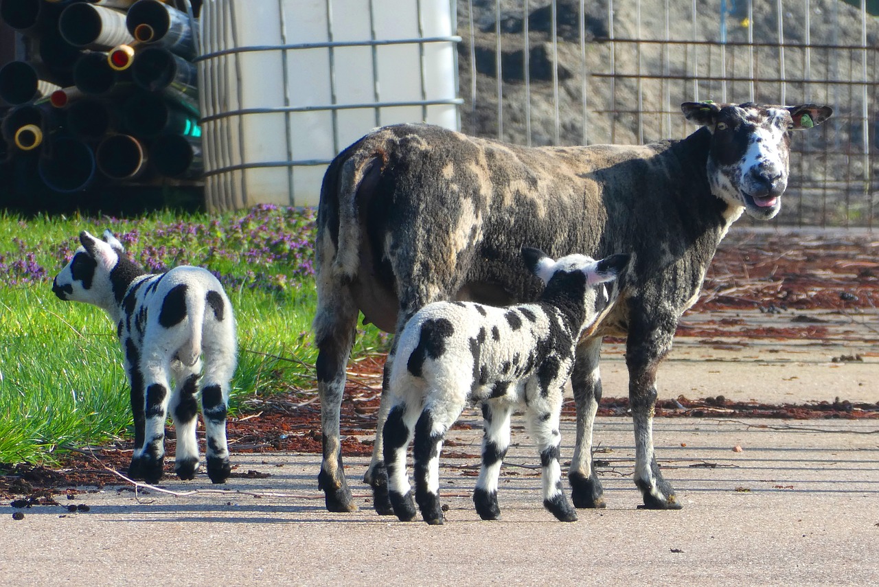 lambs  spring  nature free photo