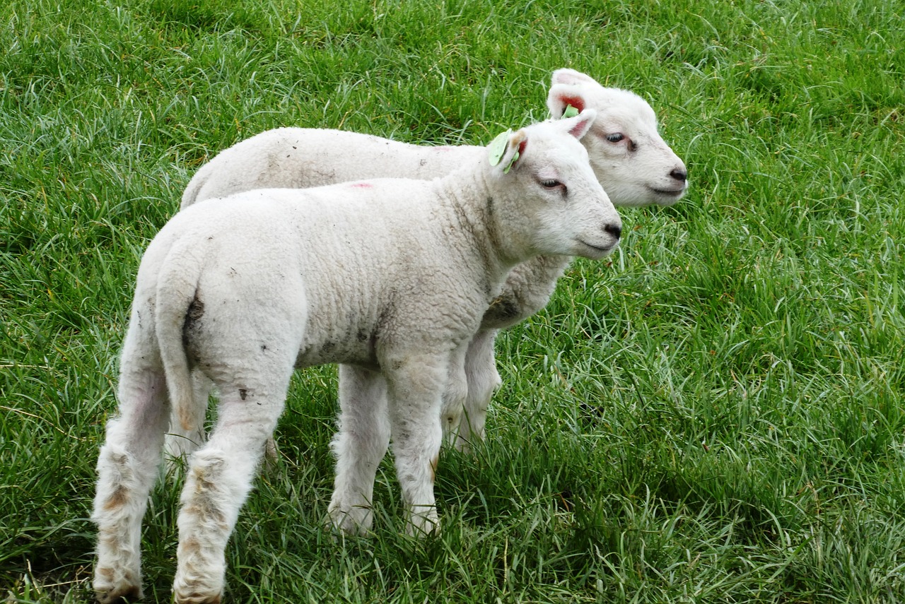 lambs  pasture  spring free photo