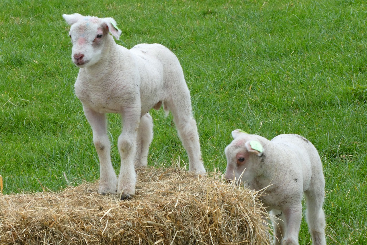 lambs  spring  pasture free photo