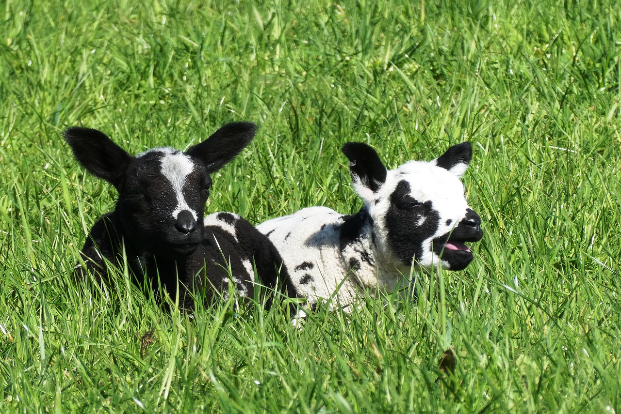 lambs  spring  nature free photo