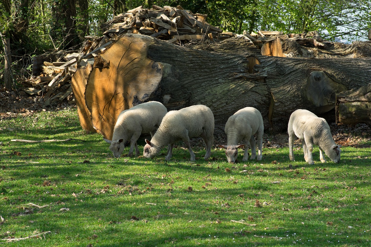 lambs  sheep  normandy free photo