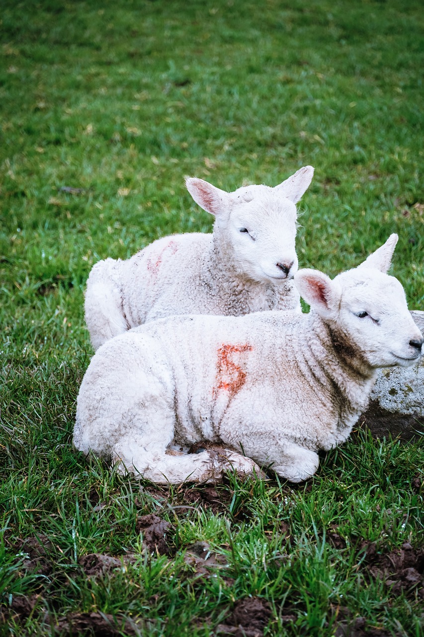 lambs  ireland  sheep free photo