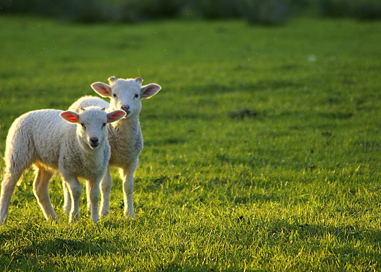 lambs  scheu  careful free photo