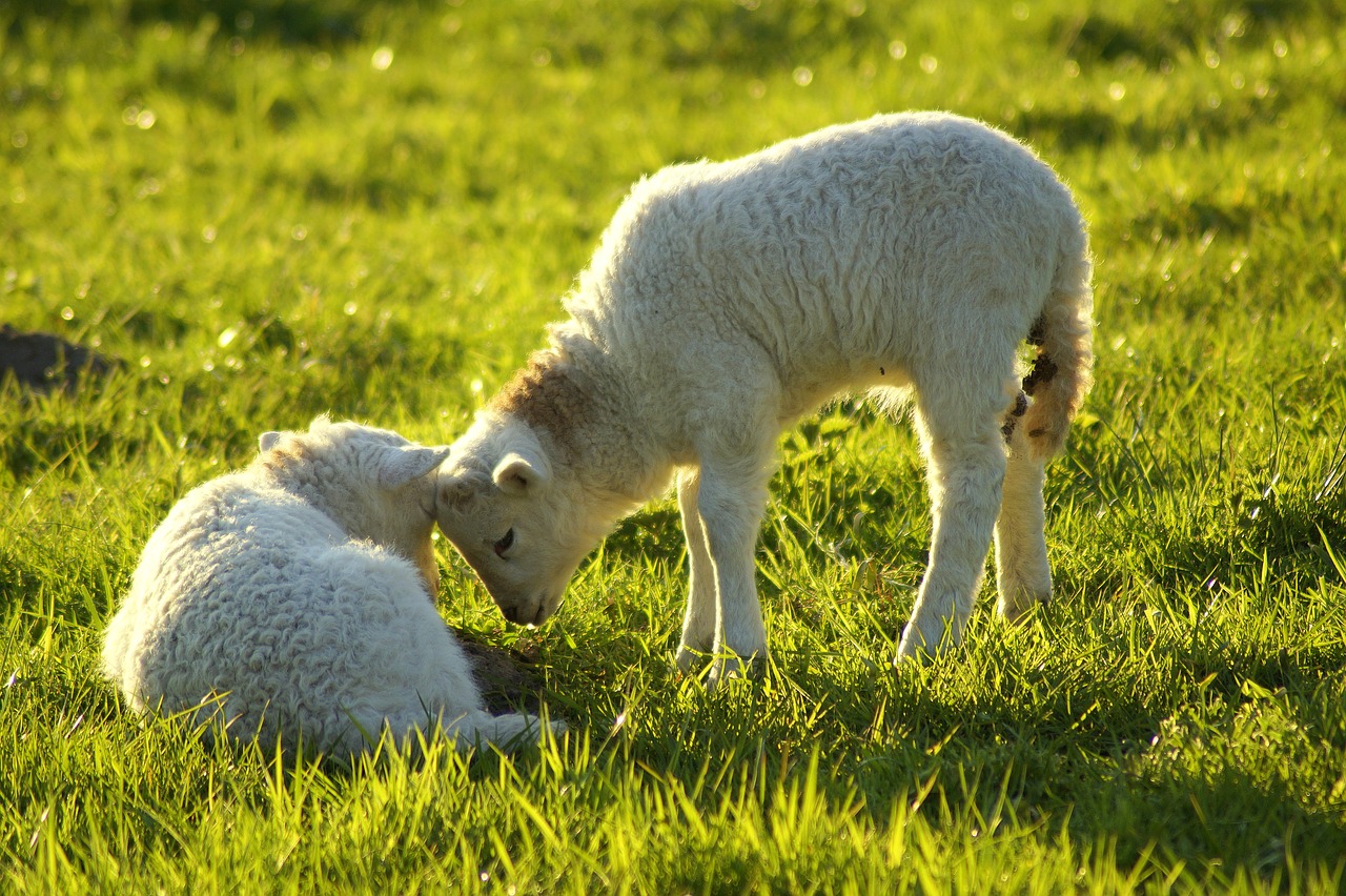 lambs  comfort  poke free photo