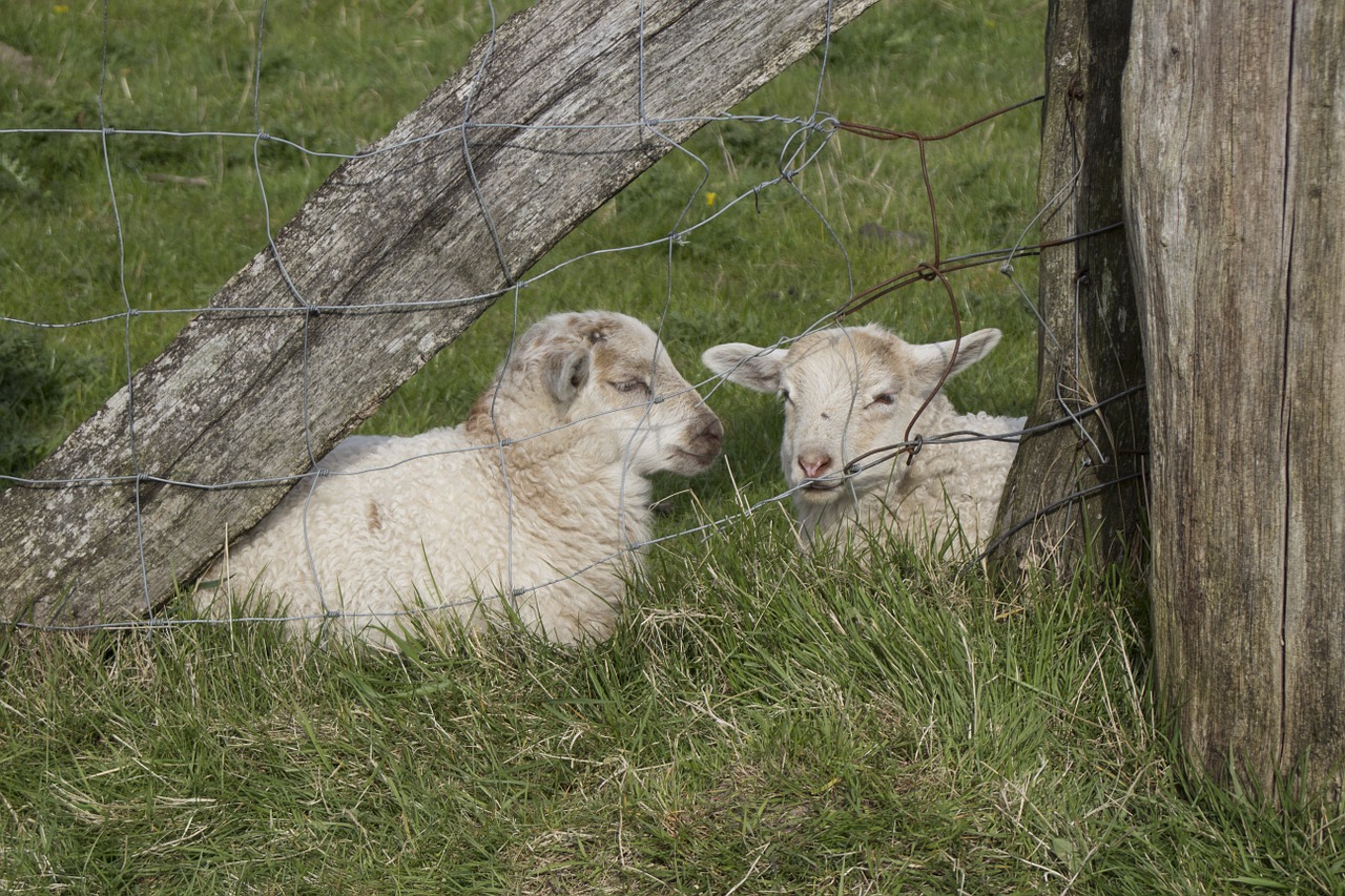 lambs animal schäfchen free photo