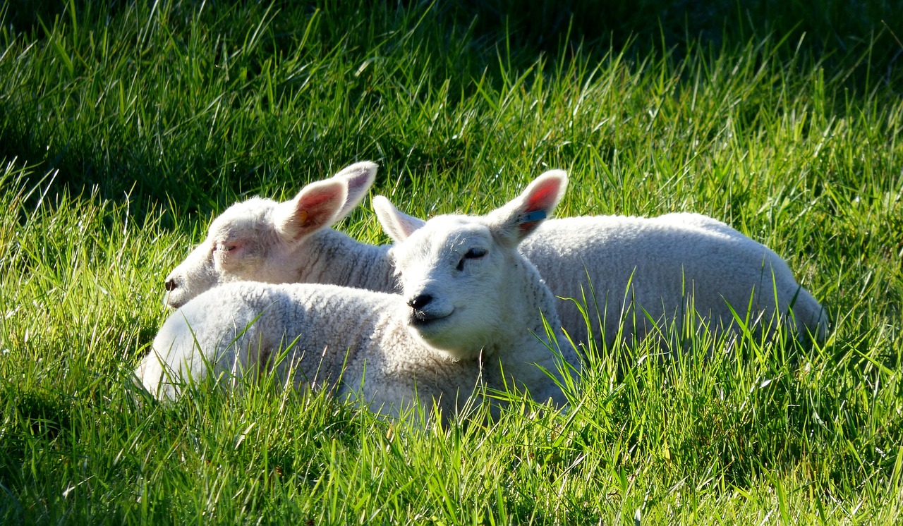 lambs animals pasture free photo