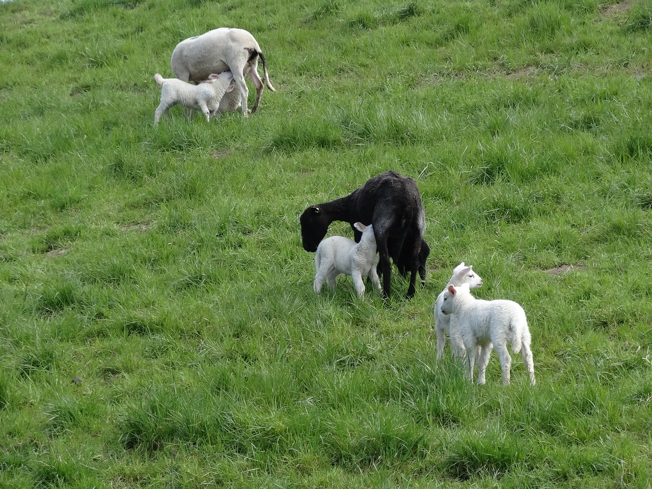 lambs sheep mammals free photo