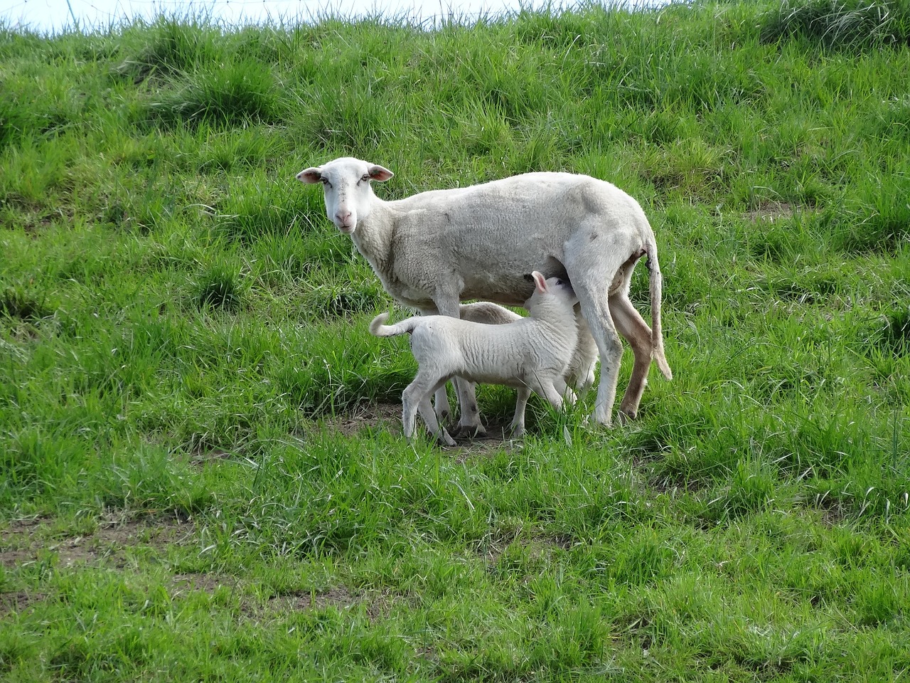 lambs sheep mammals free photo