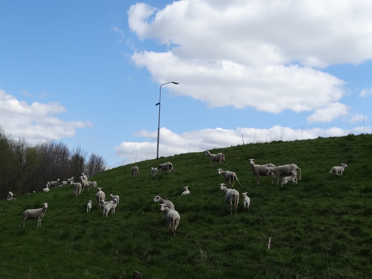 lambs sheep mammals free photo