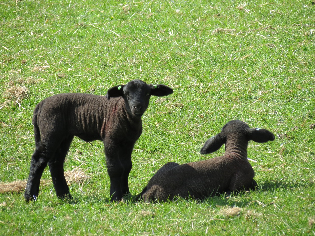 lambs sheep farm free photo